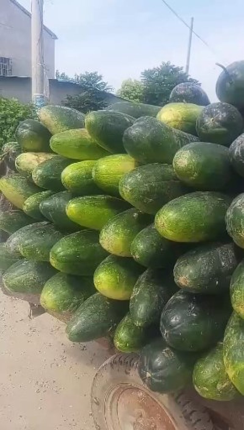 20斤以上黑皮冬瓜大量有货保质保量欢迎采购