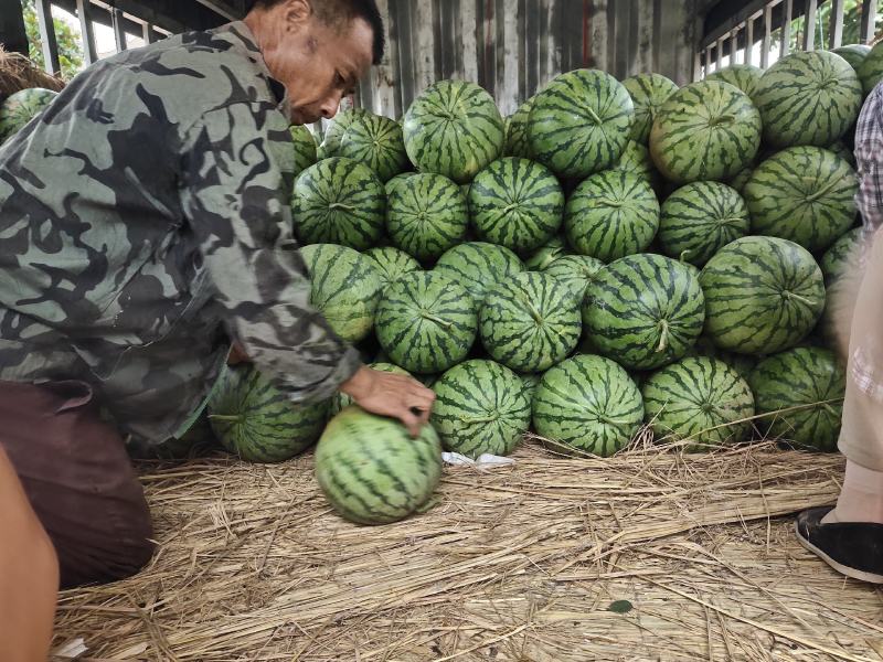西瓜大量上！黑皮无仔瓜！石头瓜