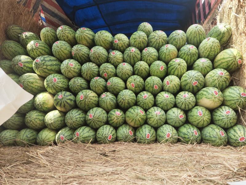西瓜大量上！黑皮无仔瓜！石头瓜