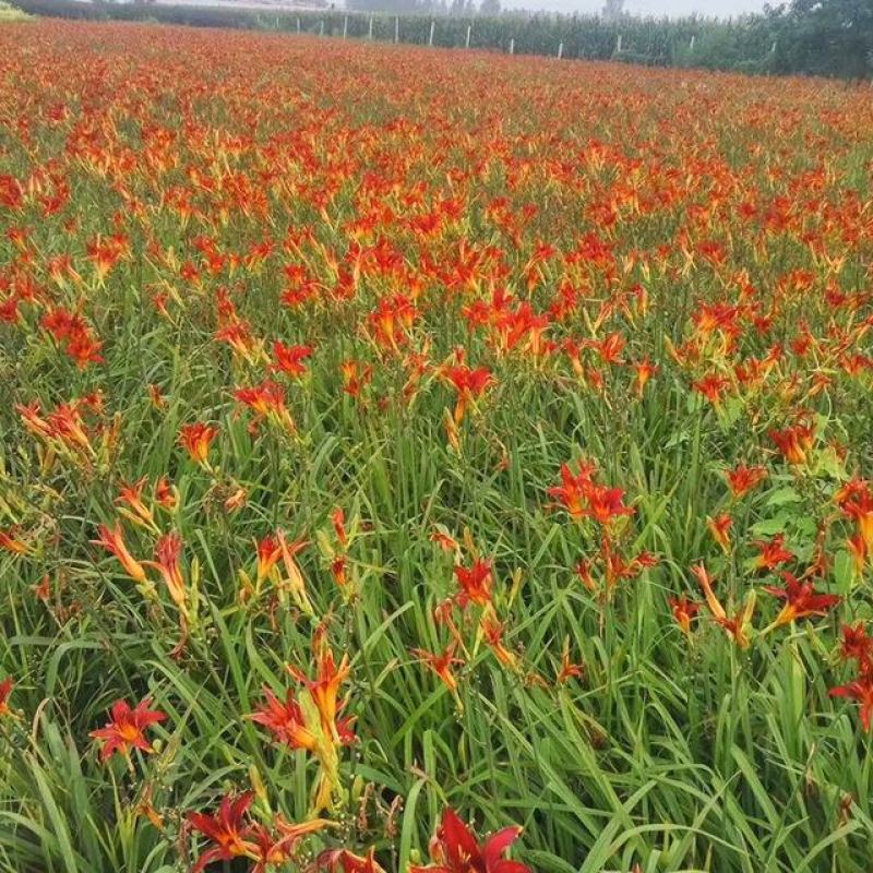农户自产自销宿根大花萱草，大花萱草货源充足，质优价廉