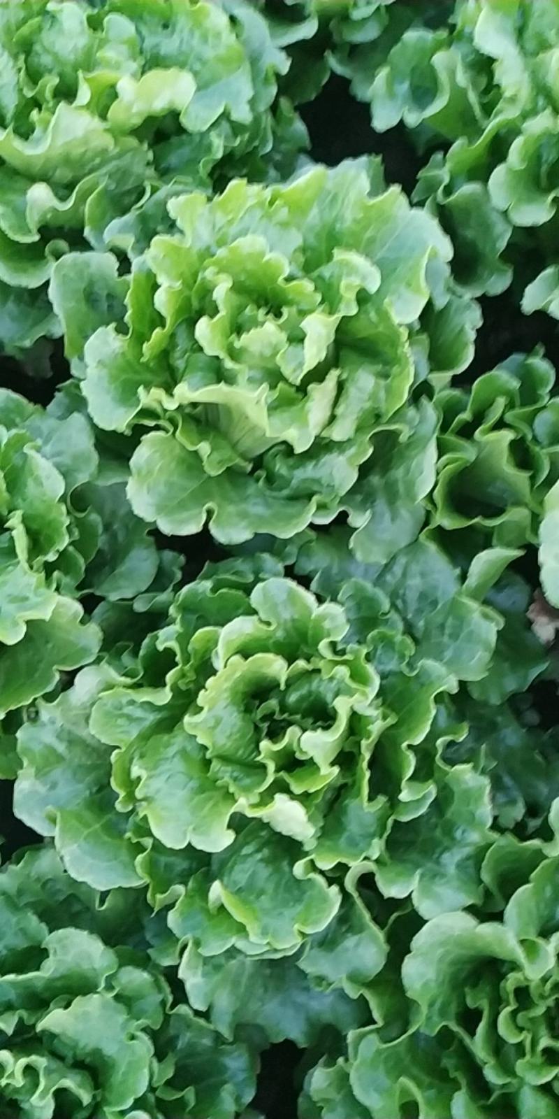 意大利散叶生菜，产地直供，装泡沫箱，装框，代发