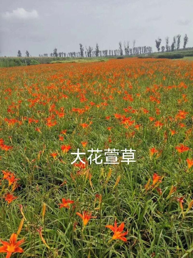 农户自产自销宿根大花萱草，大花萱草货源充足，质优价廉