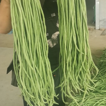 （山东豆角）山东精品长豆角，豇豆大量上市中，物美价廉