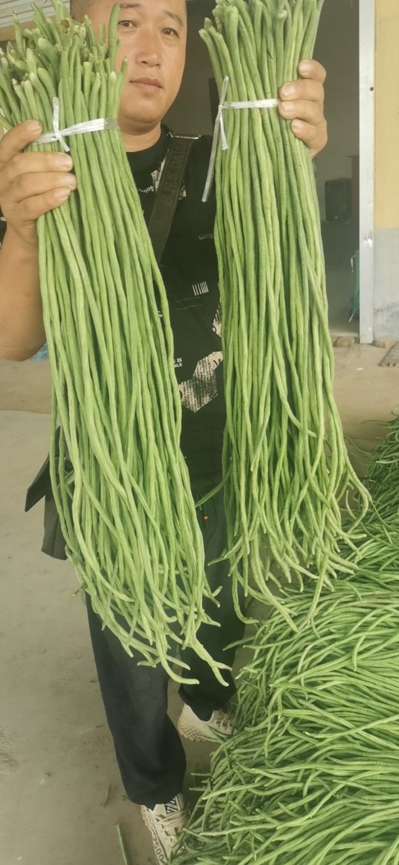 （山东豆角）山东精品长豆角，豇豆大量上市中，物美价廉