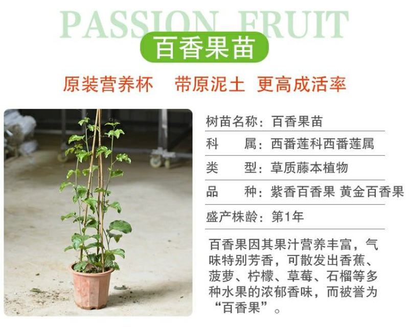 百香果苗鸡蛋果西番莲树苗紫香台农黄金果满天生四季盆栽