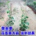 百香果苗鸡蛋果西番莲树苗紫香台农黄金果满天生四季盆栽
