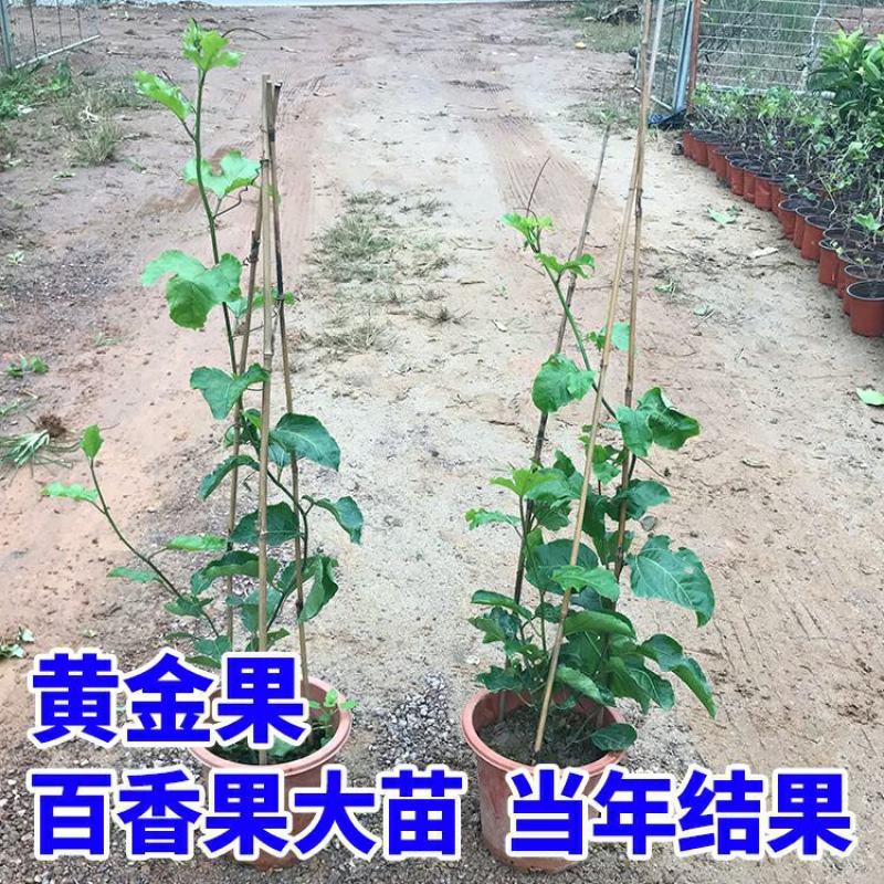 百香果苗鸡蛋果西番莲树苗紫香台农黄金果满天生四季盆栽