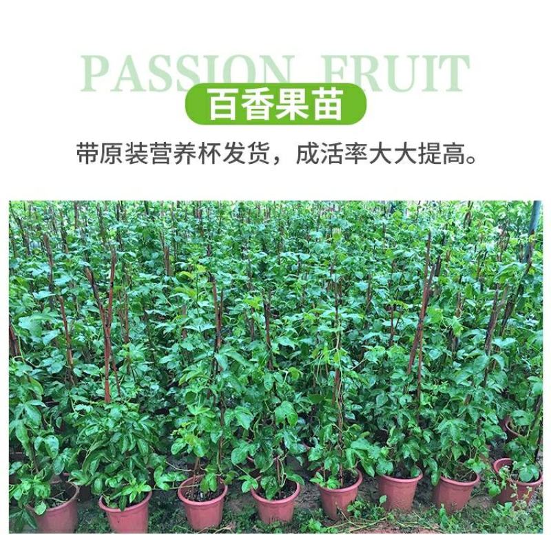 百香果苗鸡蛋果西番莲树苗紫香台农黄金果满天生四季盆栽
