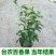 百香果苗鸡蛋果西番莲树苗紫香台农黄金果满天生四季盆栽