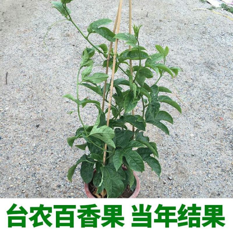 百香果苗鸡蛋果西番莲树苗紫香台农黄金果满天生四季盆栽