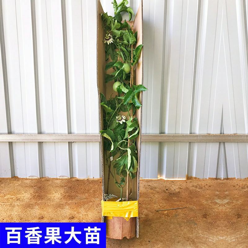 百香果苗鸡蛋果西番莲树苗紫香台农黄金果满天生四季盆栽