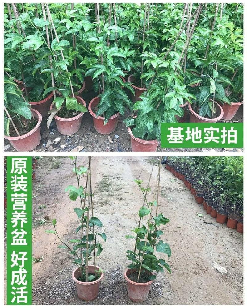 百香果苗鸡蛋果西番莲树苗紫香台农黄金果满天生四季盆栽