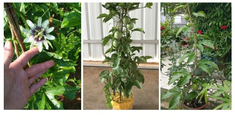 百香果苗鸡蛋果西番莲树苗紫香台农黄金果满天生四季盆栽