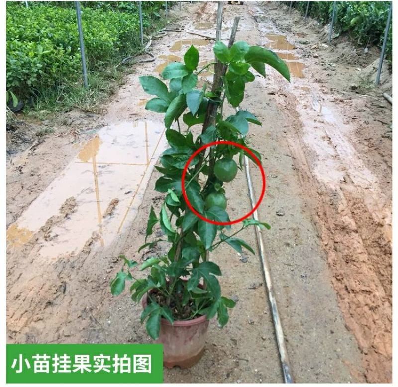 百香果苗鸡蛋果西番莲树苗紫香台农黄金果满天生四季盆栽
