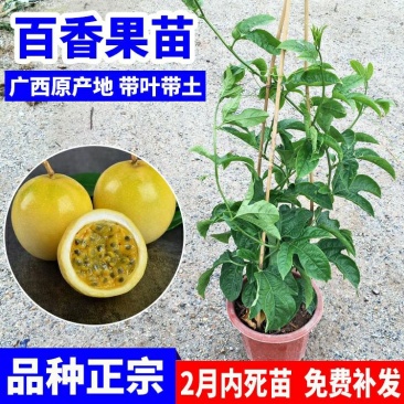 百香果苗鸡蛋果西番莲树苗紫香台农黄金果满天生四季盆栽