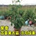 百香果苗鸡蛋果西番莲树苗紫香台农黄金果满天生四季盆栽