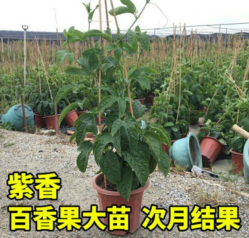 百香果苗鸡蛋果西番莲树苗紫香台农黄金果满天生四季盆栽