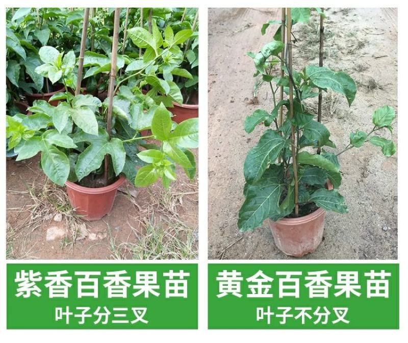 百香果苗鸡蛋果西番莲树苗紫香台农黄金果满天生四季盆栽