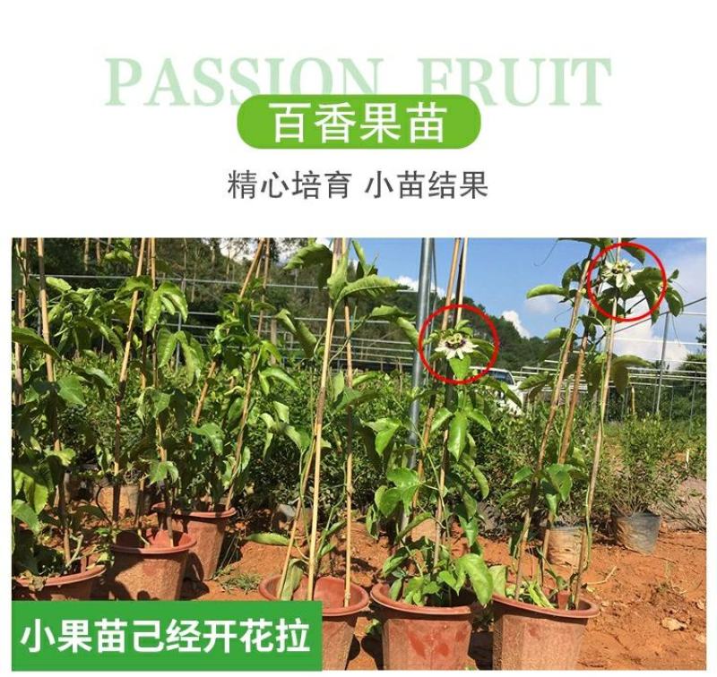 百香果苗鸡蛋果西番莲树苗紫香台农黄金果满天生四季盆栽