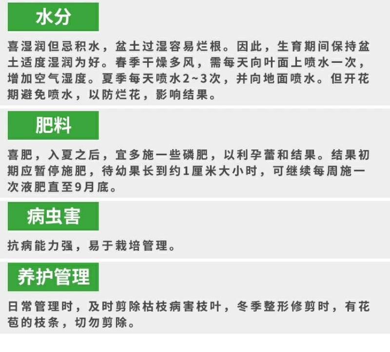 百香果苗鸡蛋果西番莲树苗紫香台农黄金果满天生四季盆栽