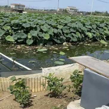 苏北纯中华鳖原生态甲鱼
