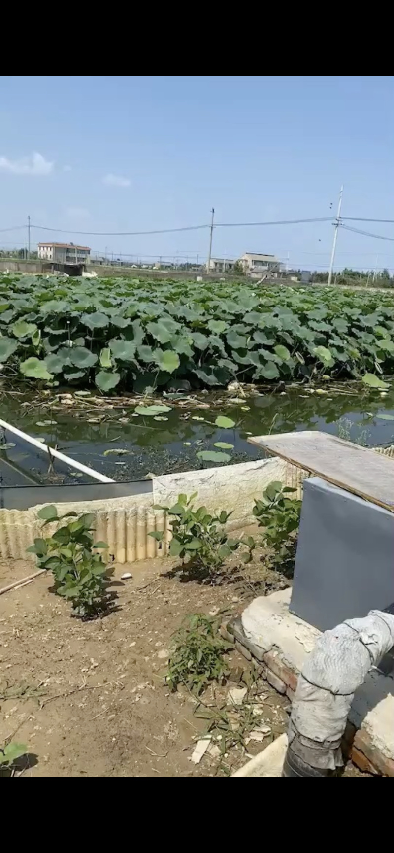 苏北纯中华鳖原生态甲鱼