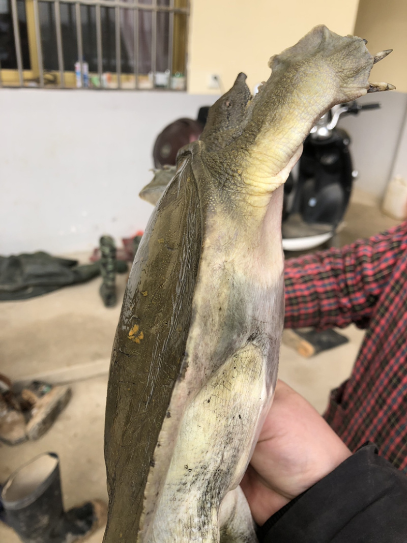 苏北纯中华鳖原生态甲鱼