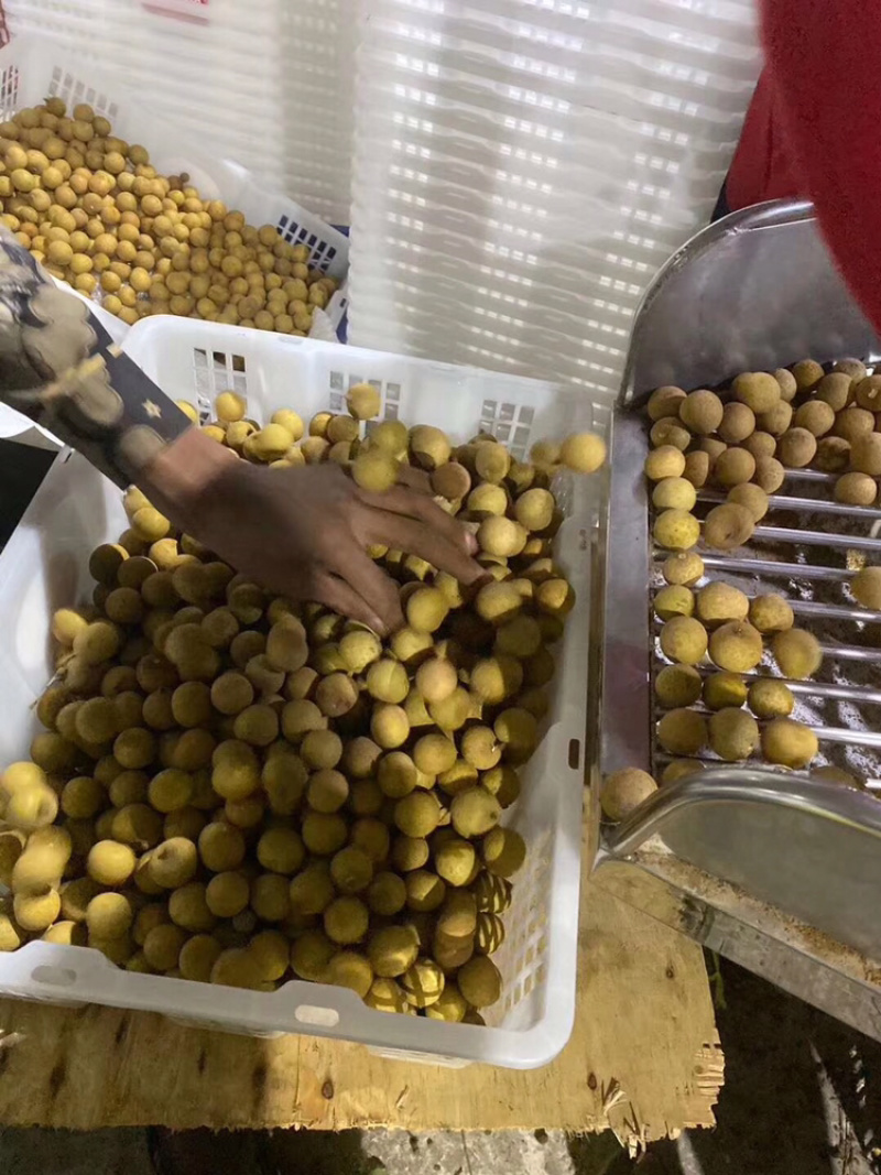 泰国龙眼，东部龙眼，散果净果25长期供应