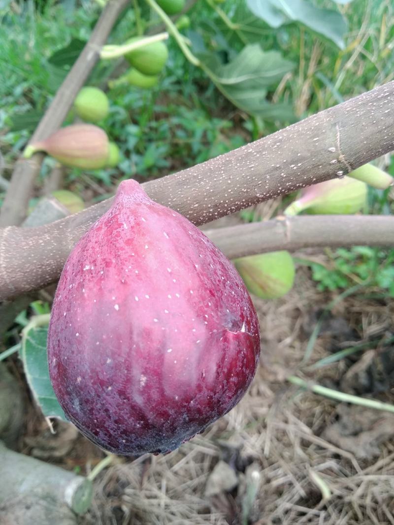 （电商无花果一件代发）长期大量供应