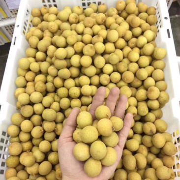 泰国龙眼，东部龙眼，散果净果25长期供应