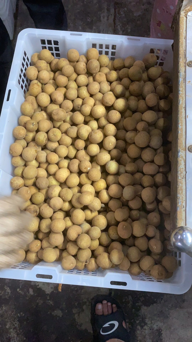 泰国龙眼，东部龙眼，散果净果25长期供应