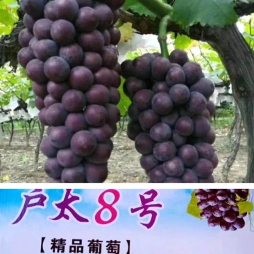 汉中【大棚,漏天户太八号夏黑葡萄】代发全国果园直供【现货