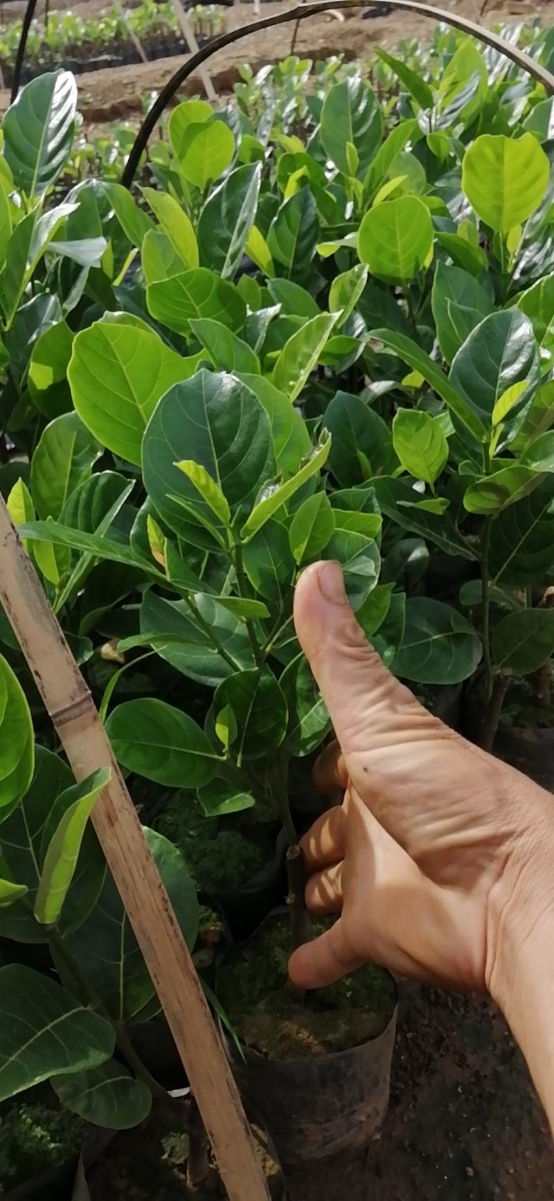 杯苗泰国八号苗大量现货，全是自产自销，品种纯正，