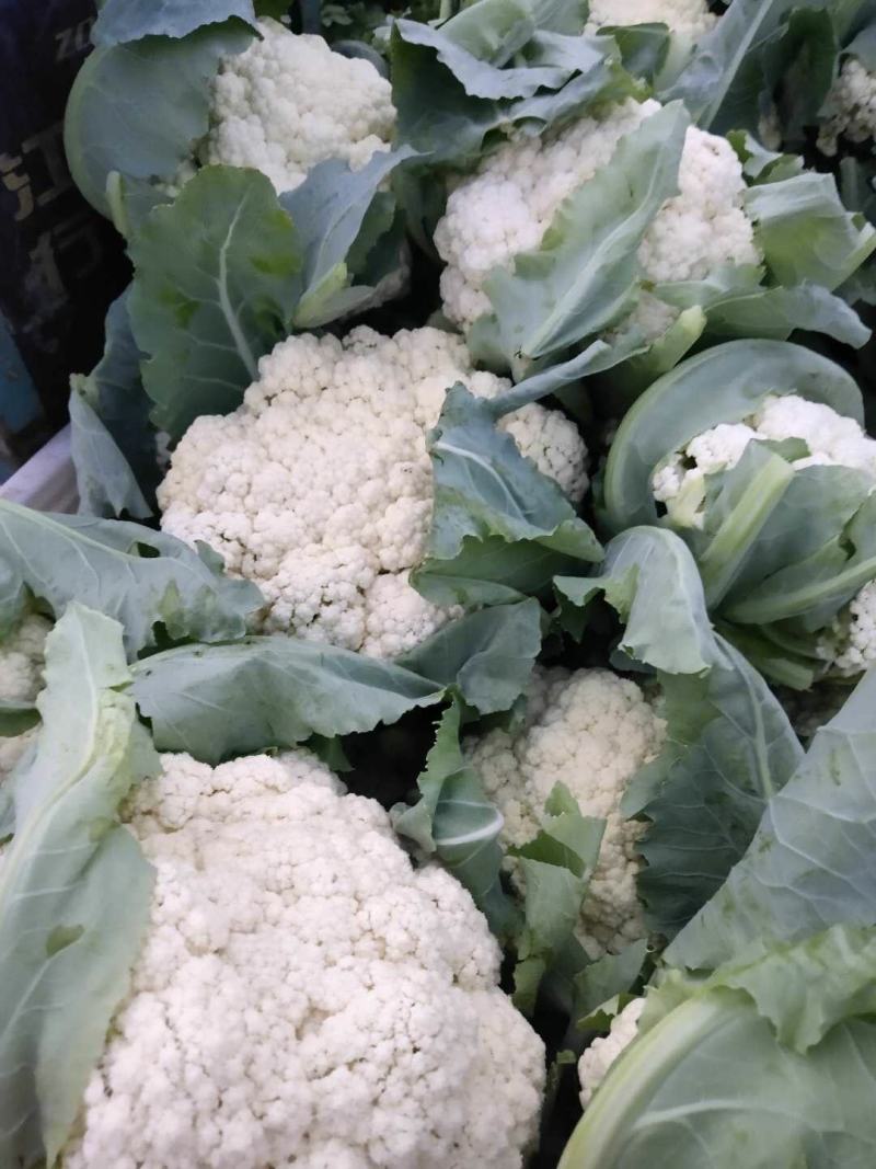 花菜春秋量大欢迎光临