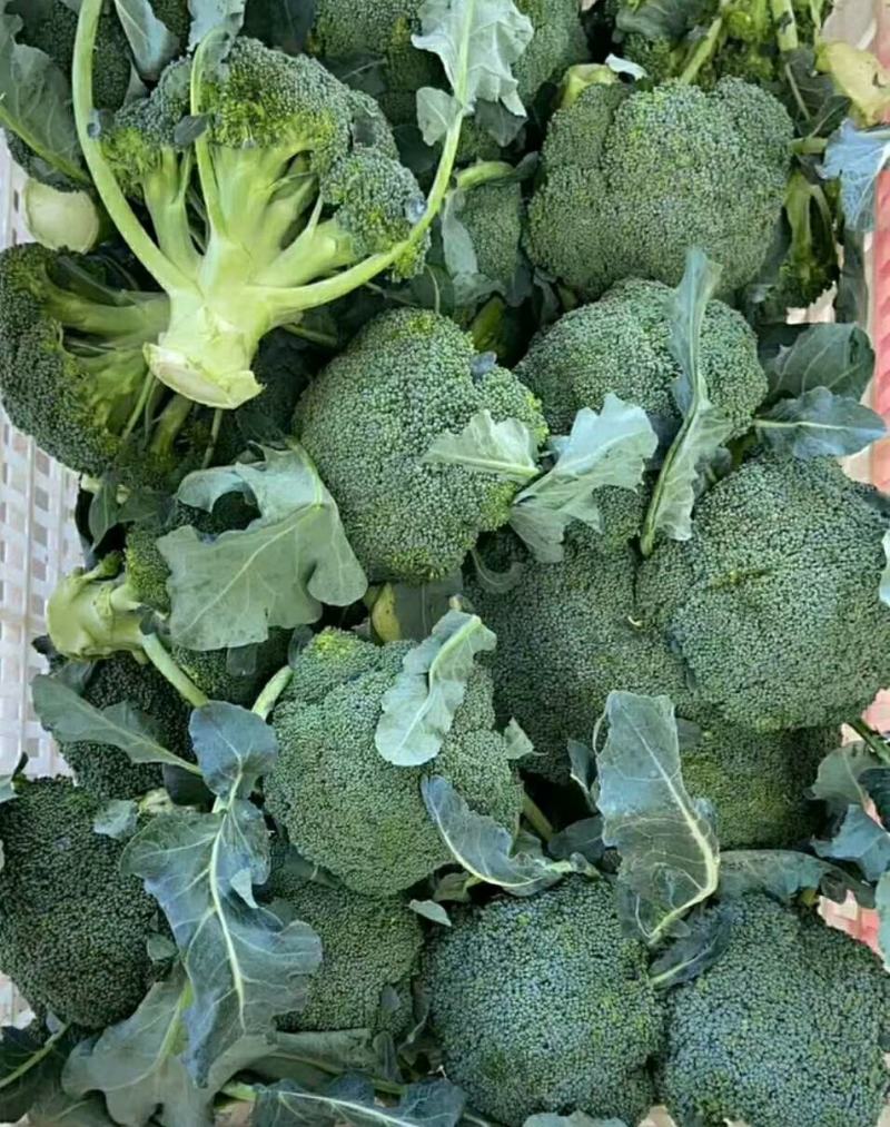 西兰花春秋大量供应欢迎光临