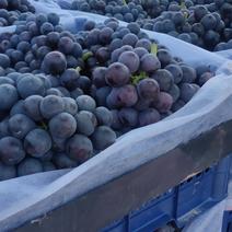 夏黑葡萄大量上市了希望广大客商前来收购