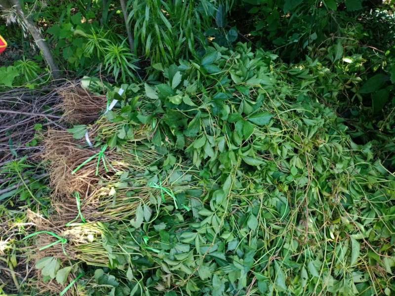 五叶地锦价格爬山虎基地货源充足视频看货