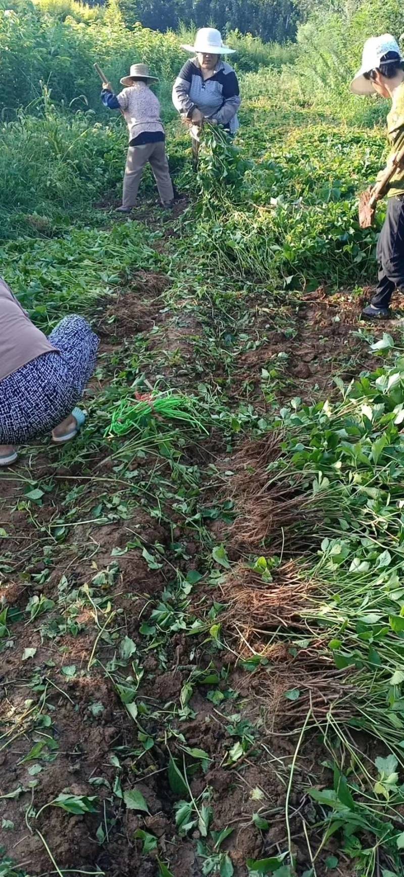 五叶地锦价格爬山虎基地货源充足视频看货