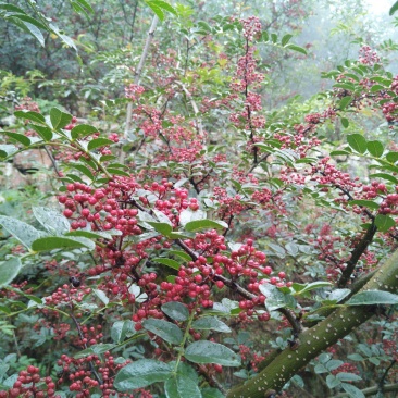 新鲜汉源贡椒，干花椒，香麻色泽好