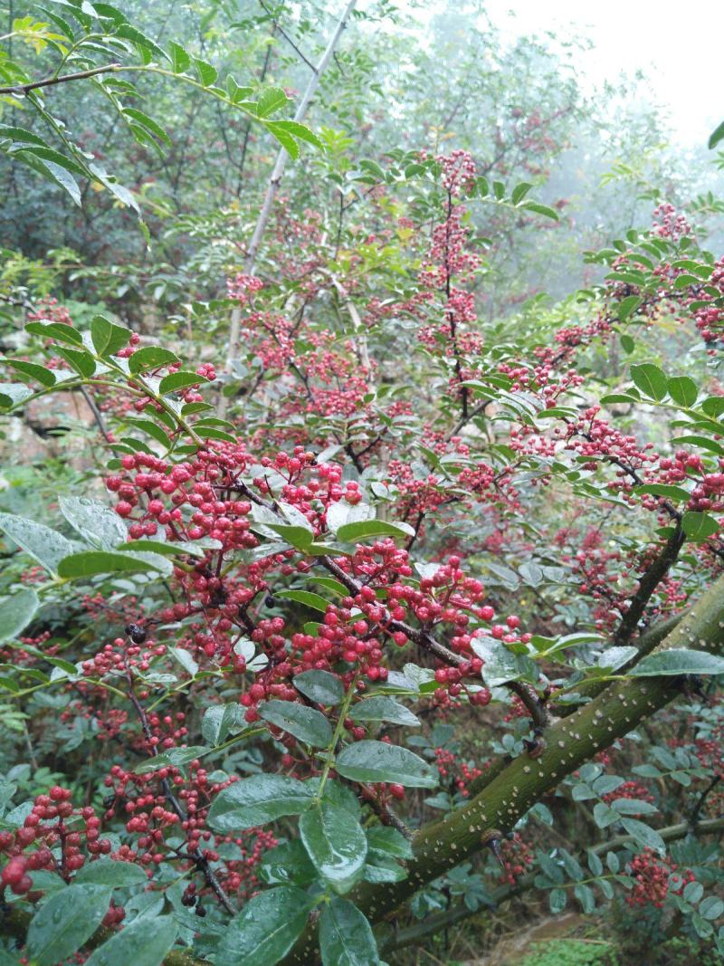 新鲜汉源贡椒，干花椒，香麻色泽好