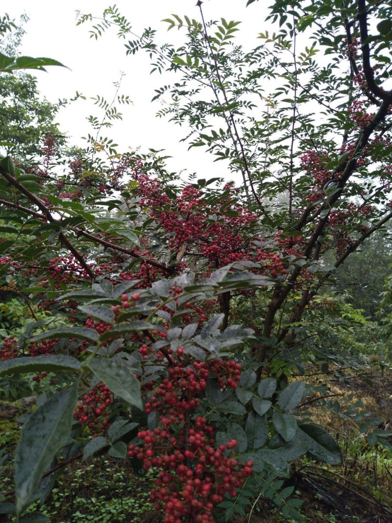 新鲜汉源贡椒，干花椒，香麻色泽好