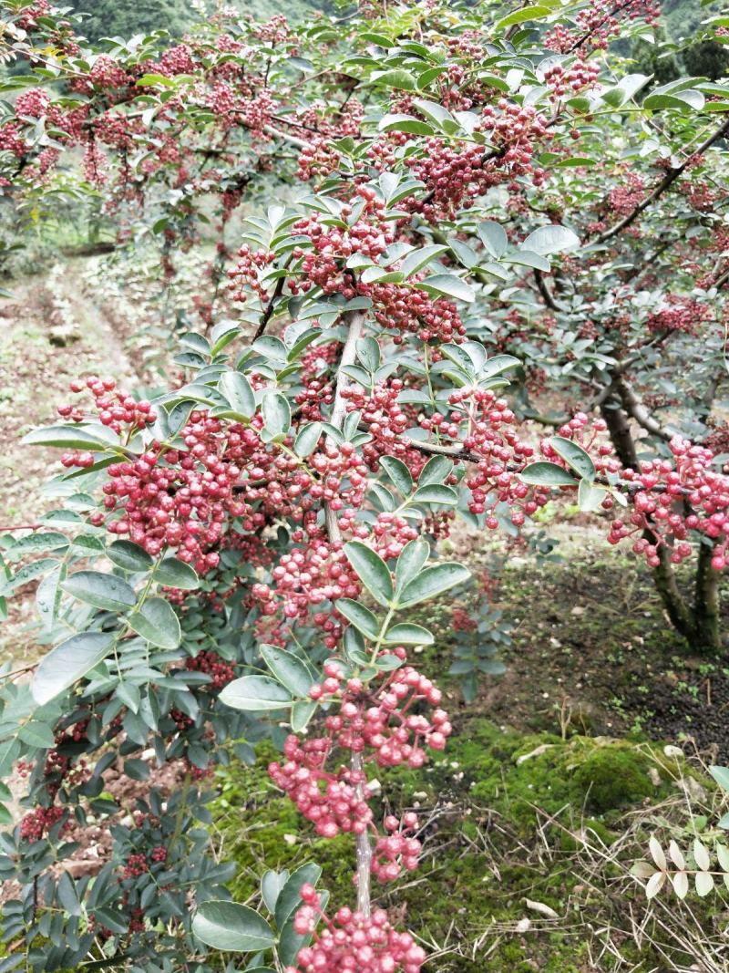 新鲜汉源贡椒，干花椒，香麻色泽好