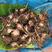 槟榔芋大中小规格，砍芋大量现货，，欢迎骚扰