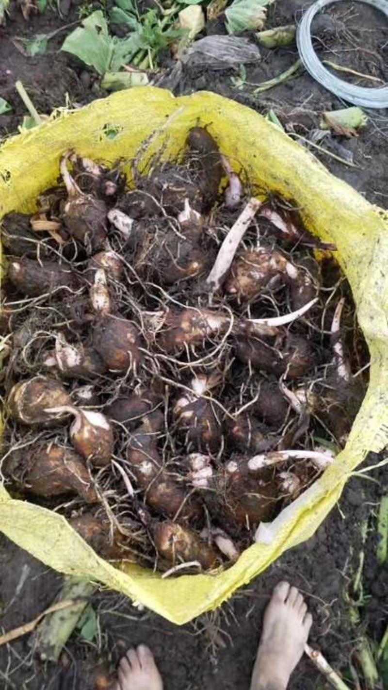 槟榔芋大中小规格，砍芋大量现货，，欢迎骚扰