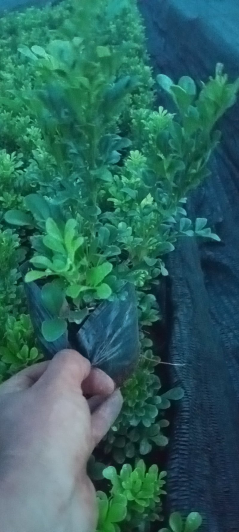 米兰各种规格的有需要的联系我