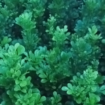 米兰各种规格的有需要的联系我