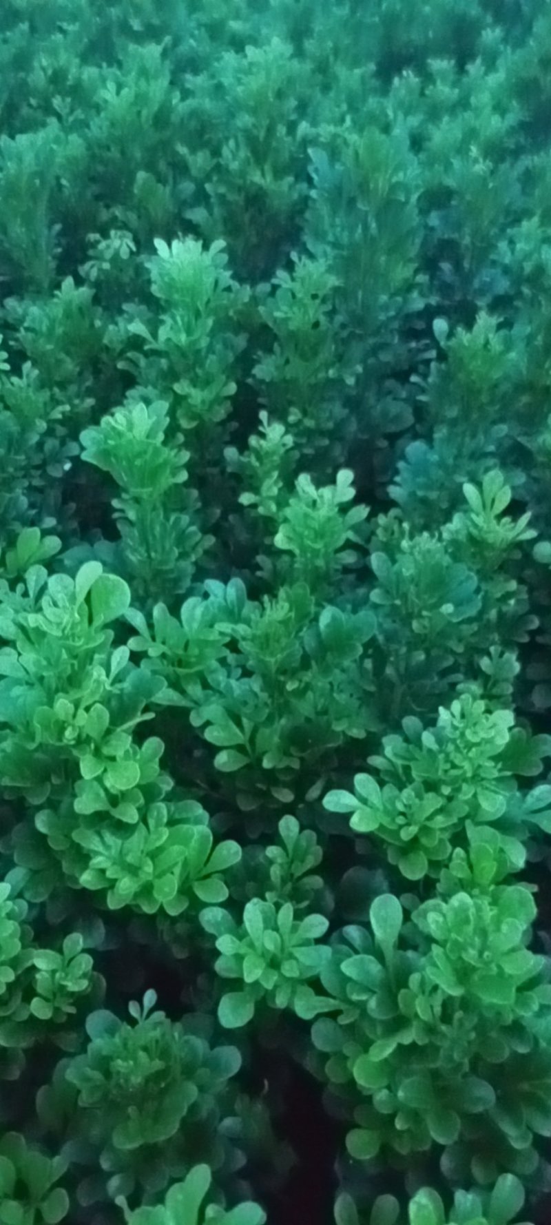米兰各种规格的有需要的联系我