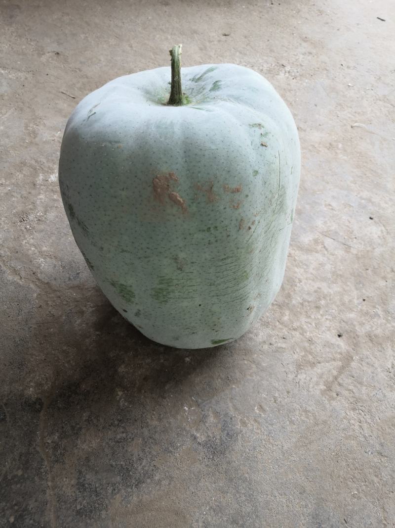 一串玲精品小冬瓜新鲜上市产地直供