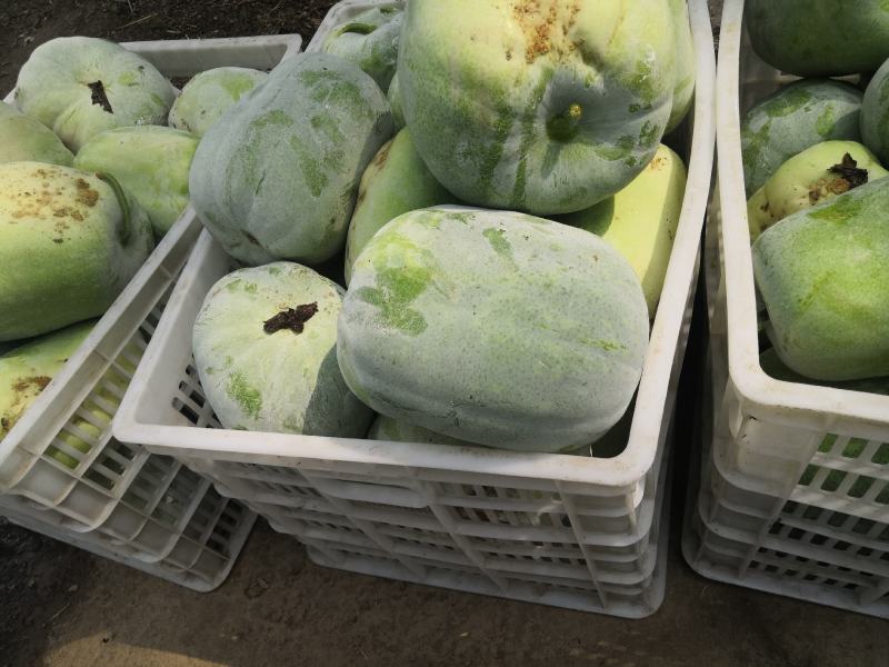 一串玲精品小冬瓜新鲜上市产地直供