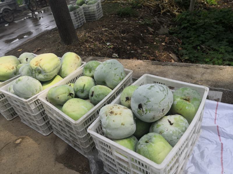 一串玲精品小冬瓜新鲜上市产地直供